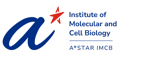 Institute of Molecular and Cell Biology